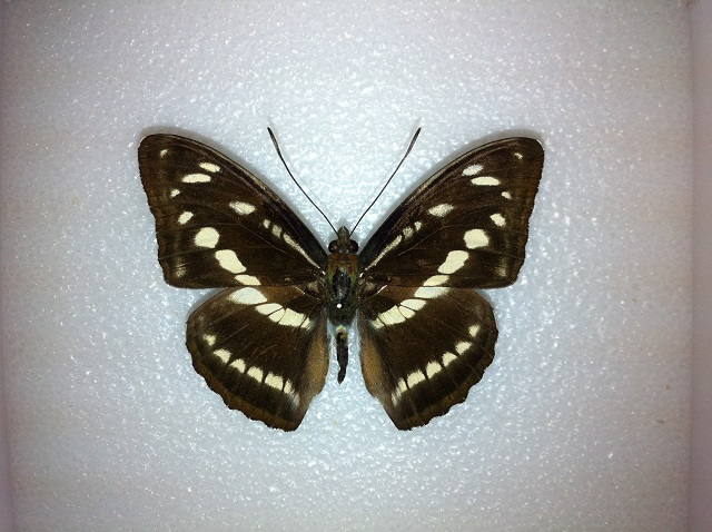 按此在新視窗瀏覽圖片