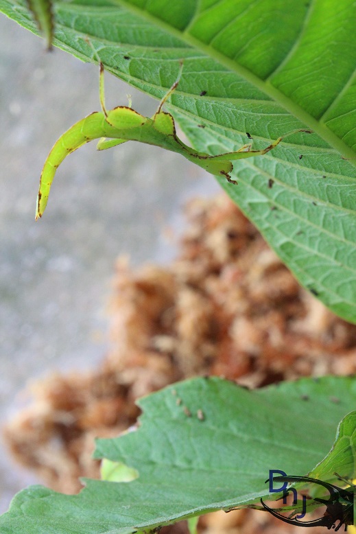 按此在新視窗瀏覽圖片