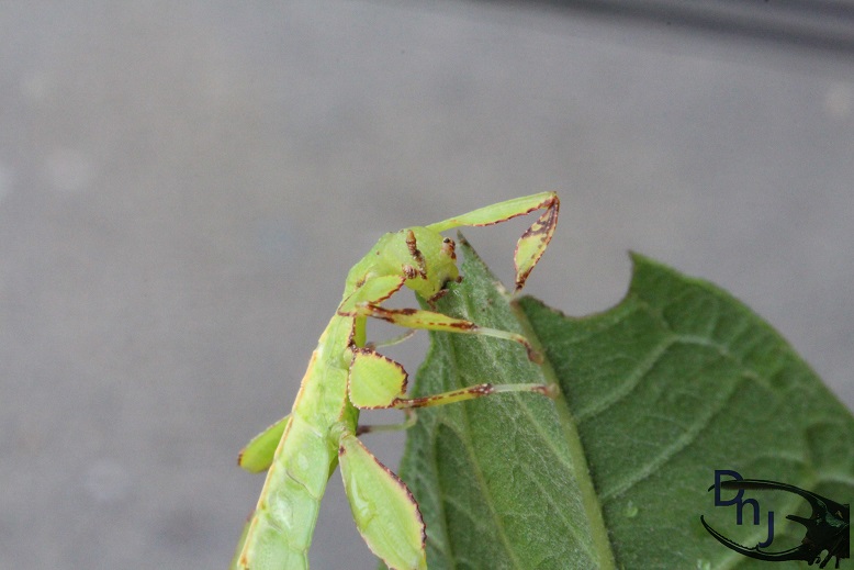 按此在新視窗瀏覽圖片