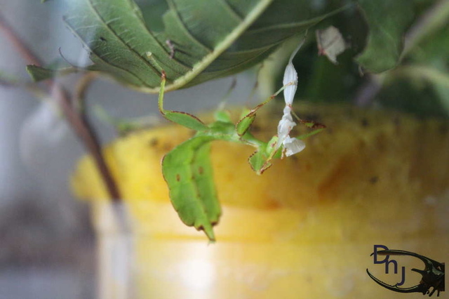 按此在新視窗瀏覽圖片