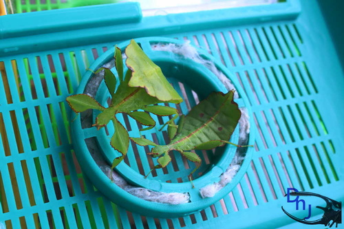 按此在新視窗瀏覽圖片