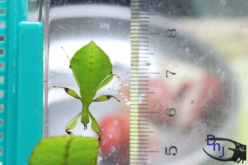 按此在新視窗瀏覽圖片