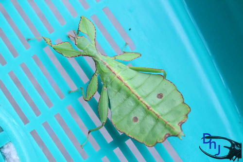 按此在新視窗瀏覽圖片