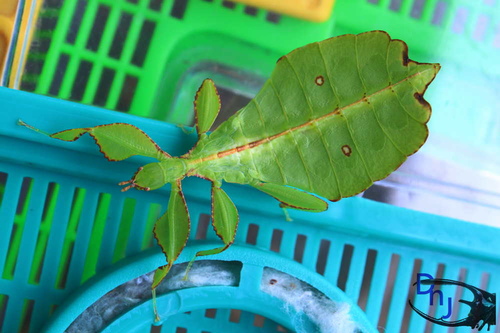 按此在新視窗瀏覽圖片