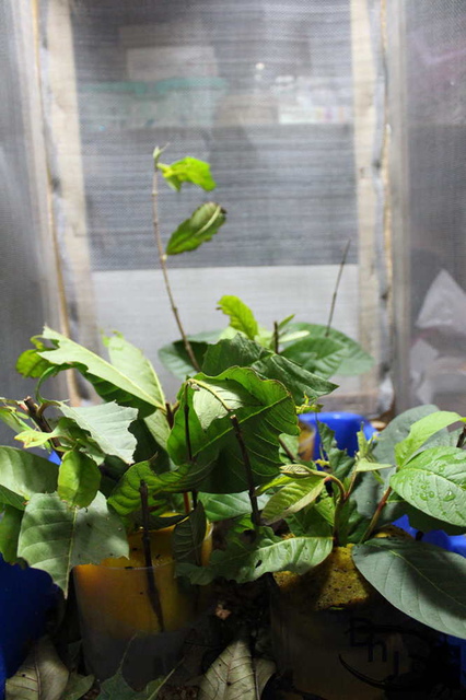 按此在新視窗瀏覽圖片