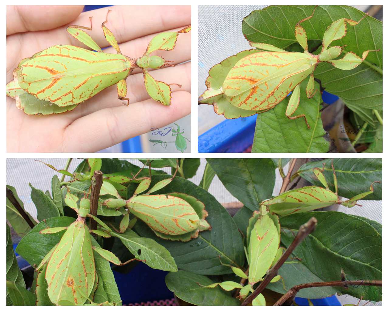 按此在新視窗瀏覽圖片