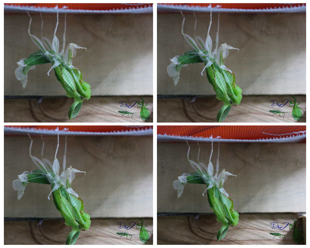 按此在新視窗瀏覽圖片