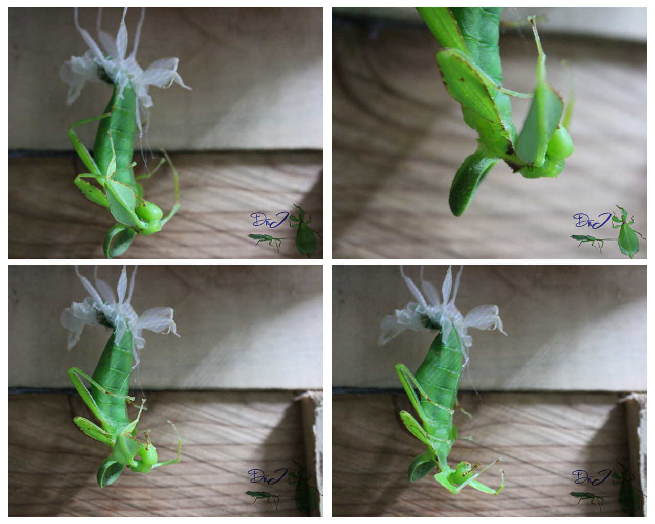 按此在新視窗瀏覽圖片