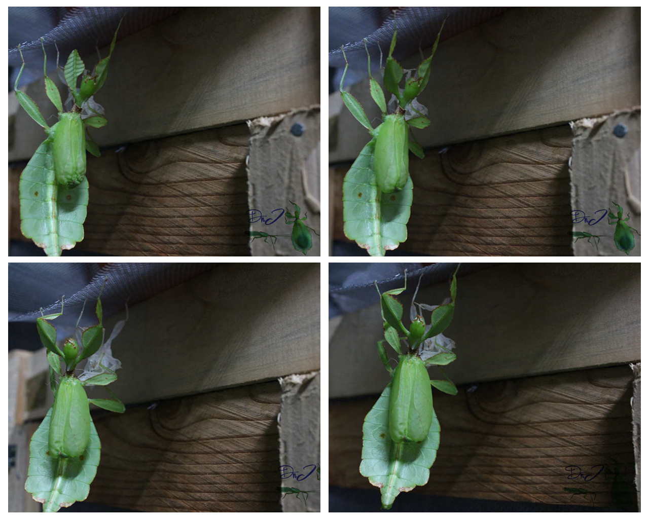 按此在新視窗瀏覽圖片