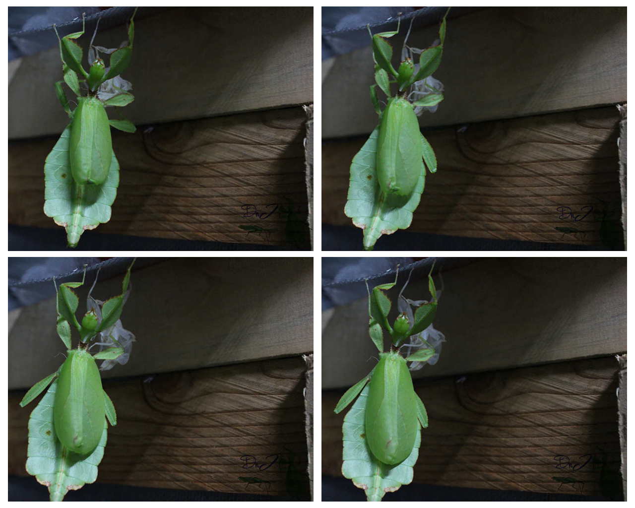 按此在新視窗瀏覽圖片