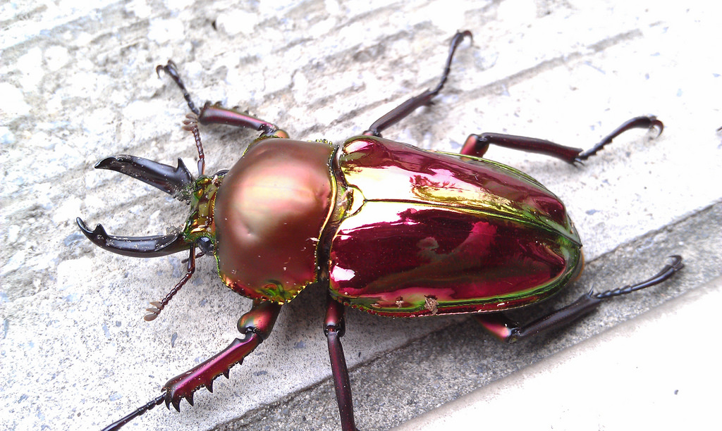 按此在新視窗瀏覽圖片