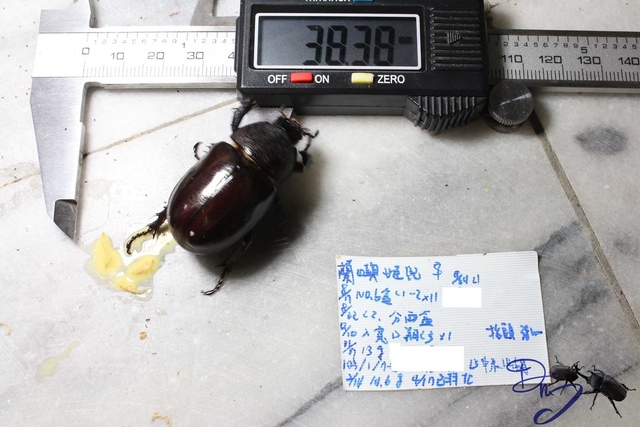 按此在新視窗瀏覽圖片