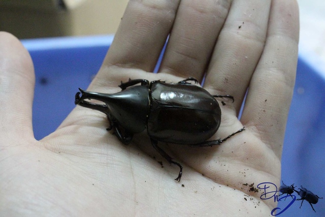 按此在新視窗瀏覽圖片