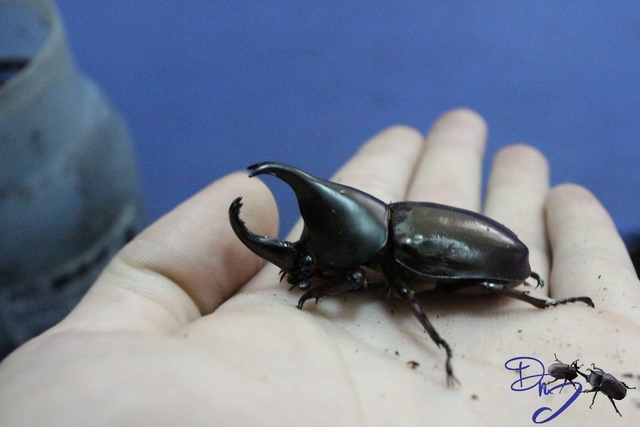 按此在新視窗瀏覽圖片