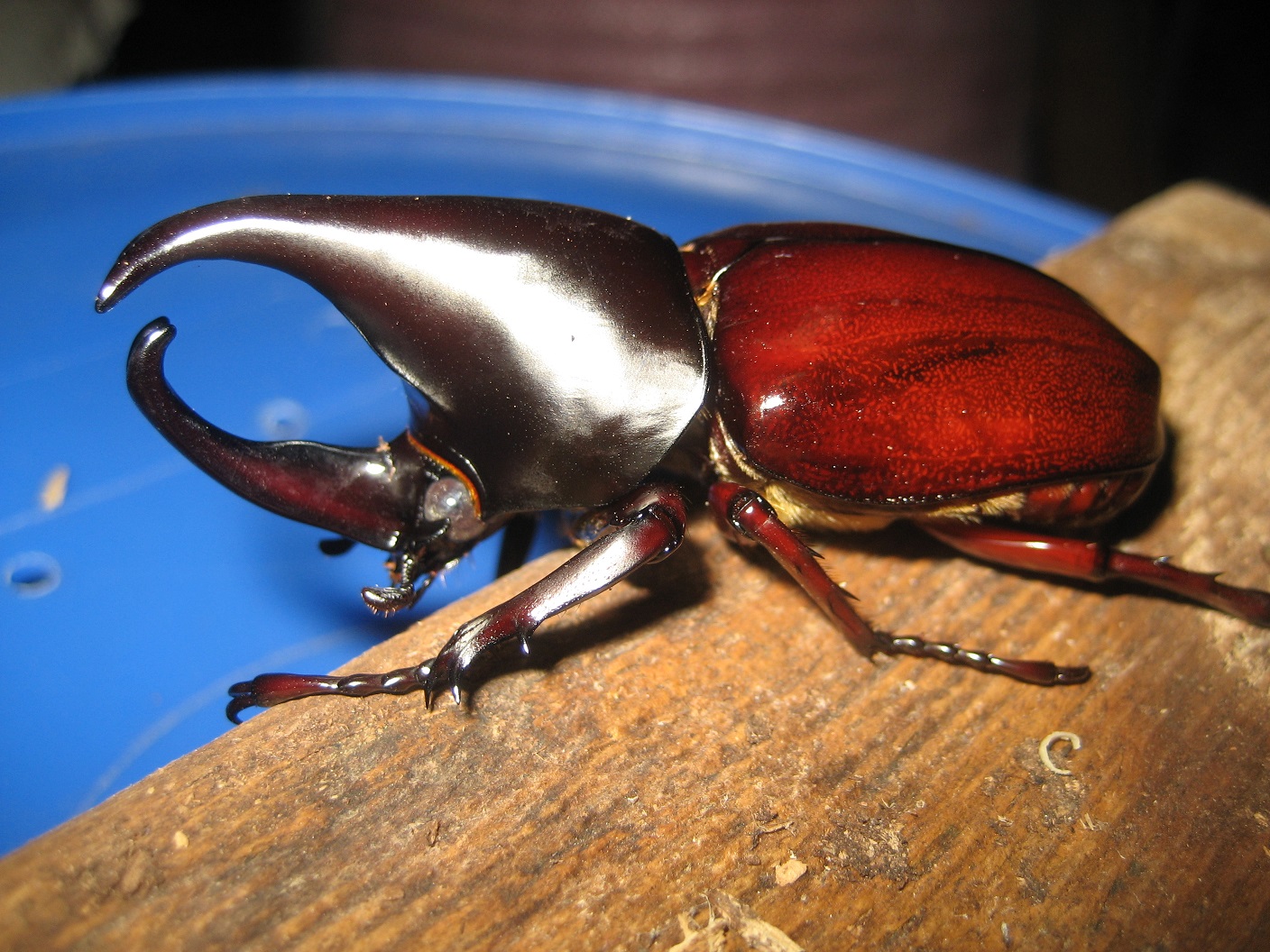 按此在新視窗瀏覽圖片