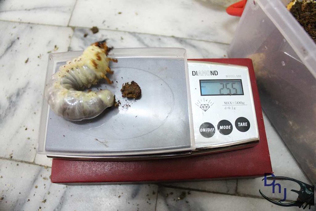 按此在新視窗瀏覽圖片