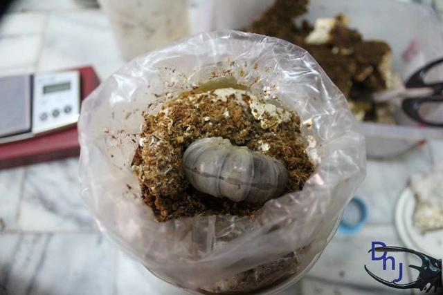 按此在新視窗瀏覽圖片