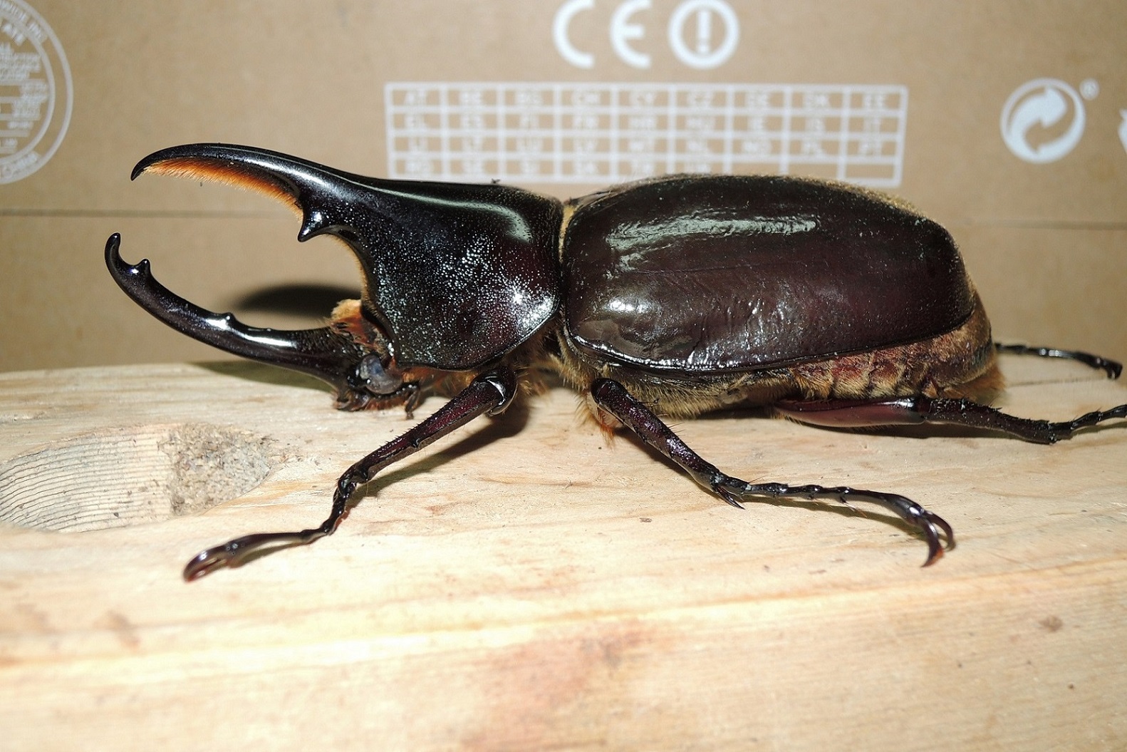 按此在新視窗瀏覽圖片