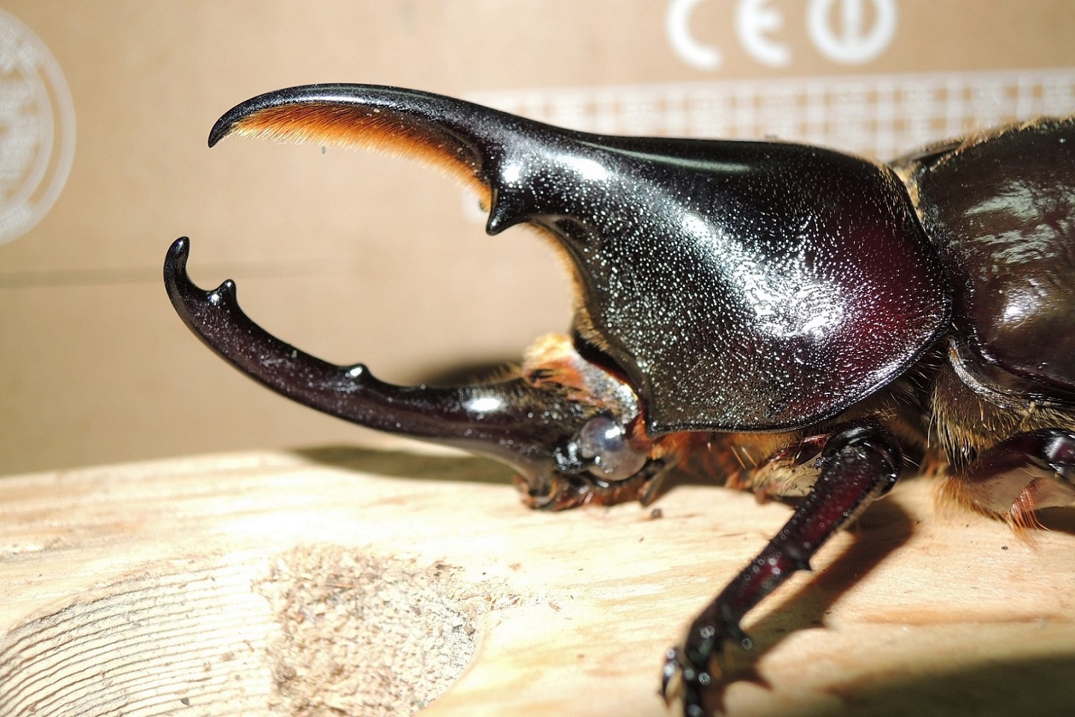 按此在新視窗瀏覽圖片