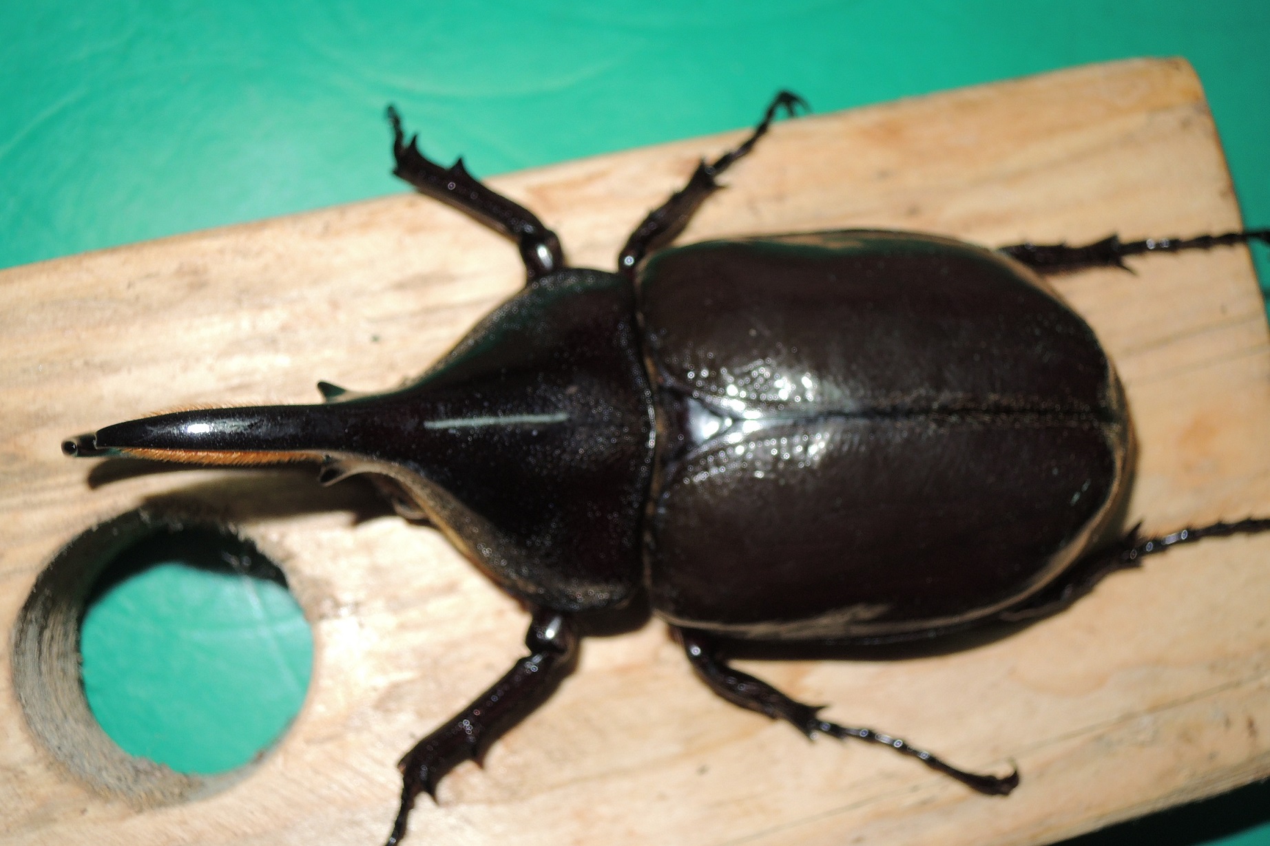 按此在新視窗瀏覽圖片