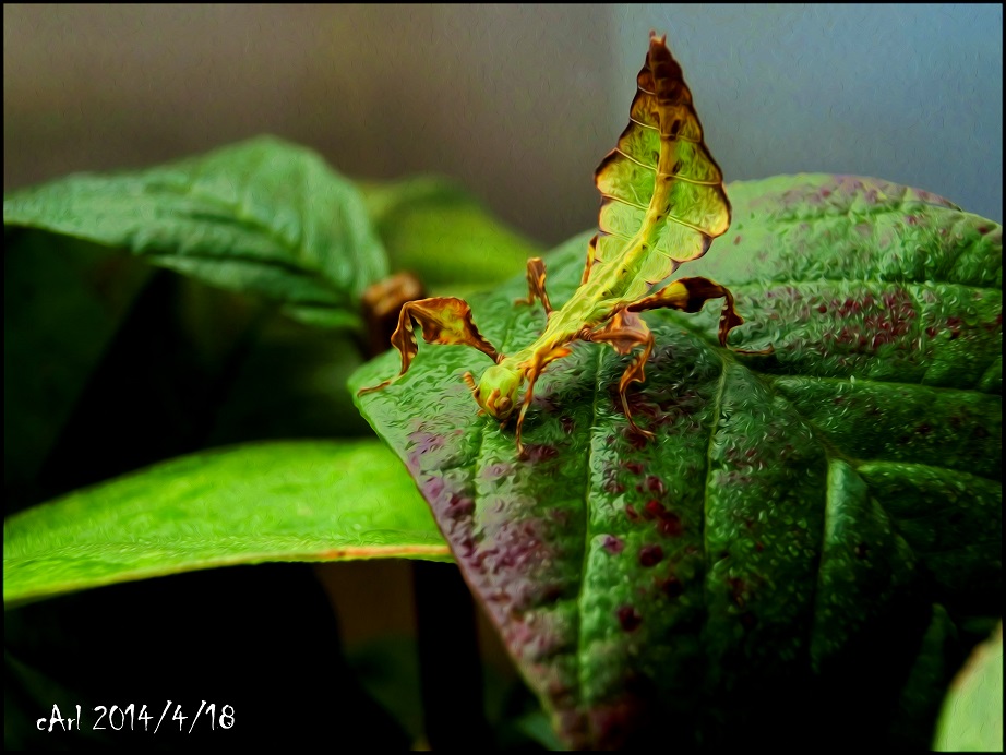 按此在新視窗瀏覽圖片