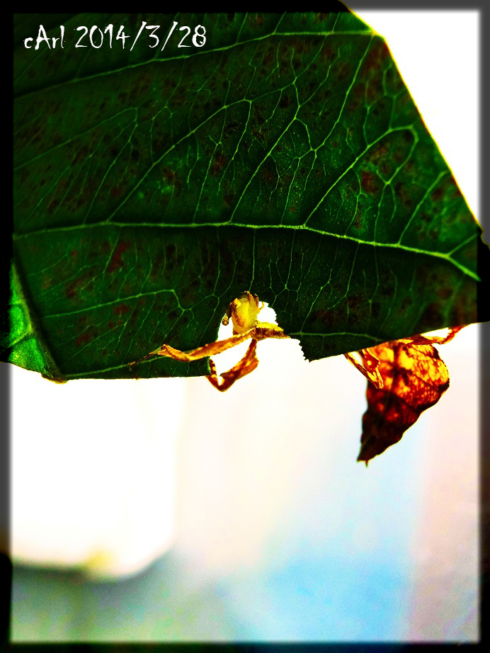 按此在新視窗瀏覽圖片