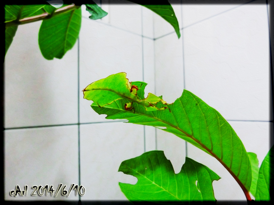 按此在新視窗瀏覽圖片