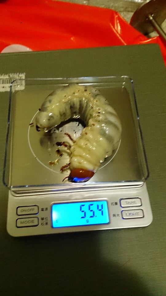 按此在新視窗瀏覽圖片