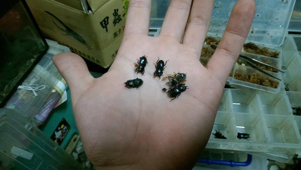 按此在新視窗瀏覽圖片