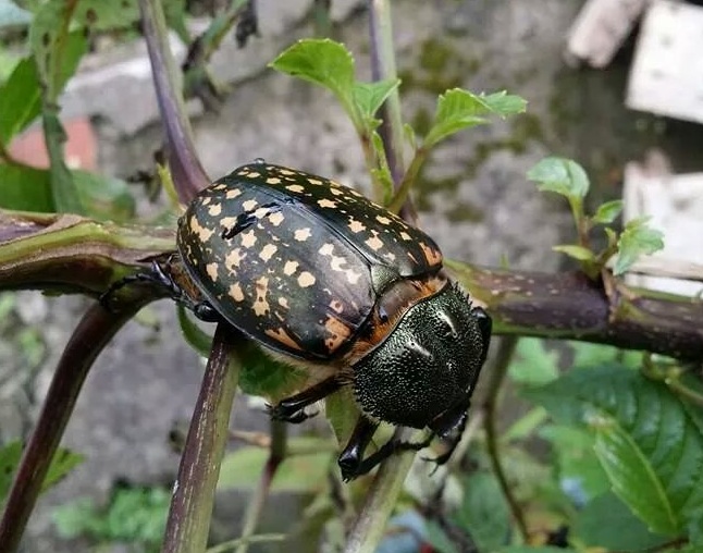 按此在新視窗瀏覽圖片