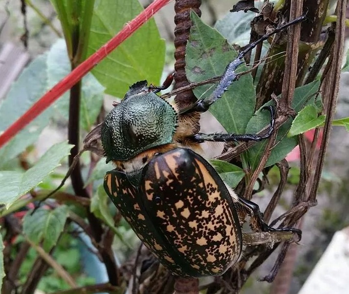 按此在新視窗瀏覽圖片