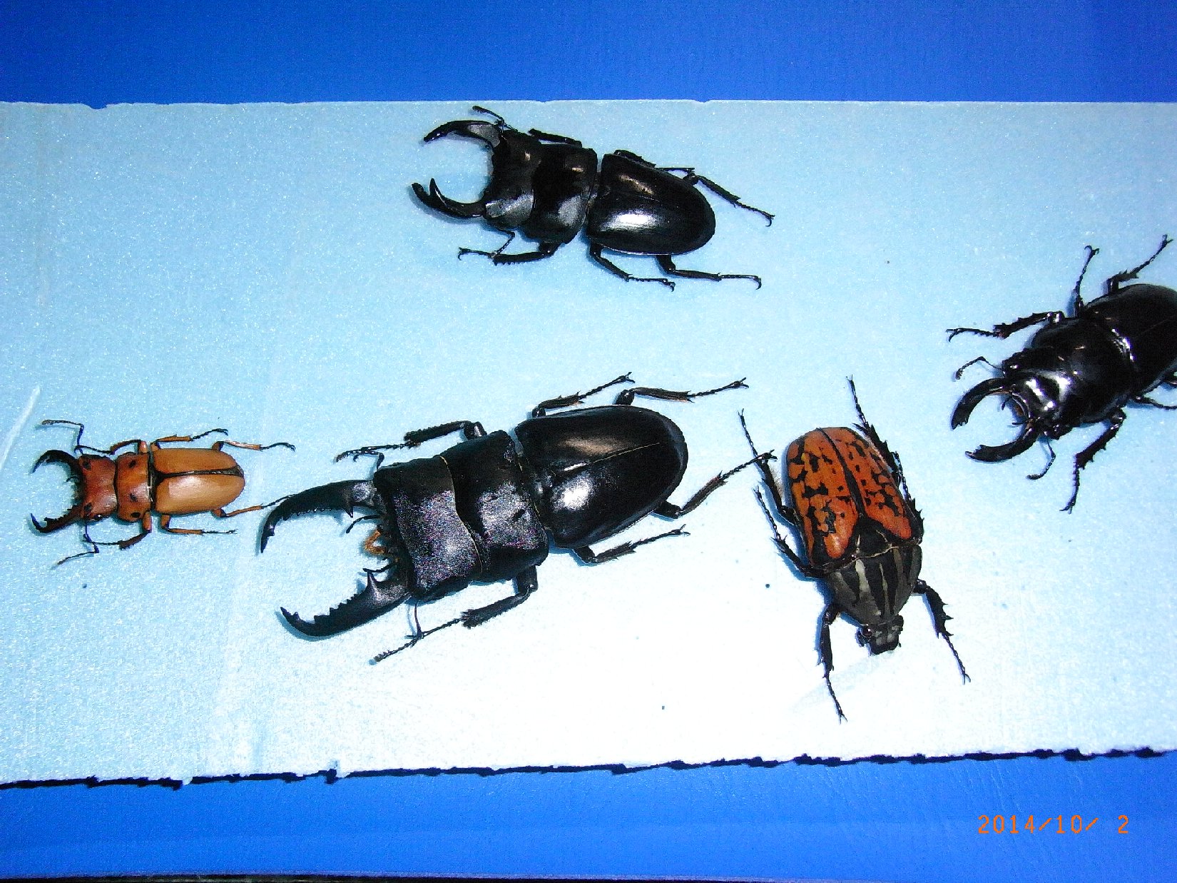 按此在新視窗瀏覽圖片