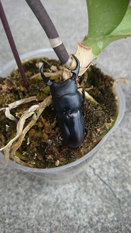 按此在新視窗瀏覽圖片