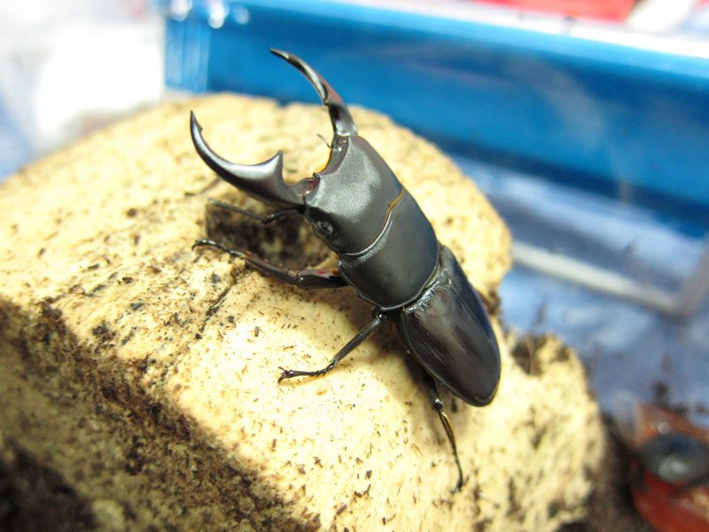 按此在新視窗瀏覽圖片