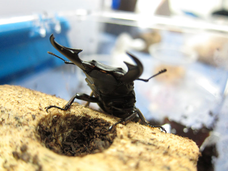 按此在新視窗瀏覽圖片