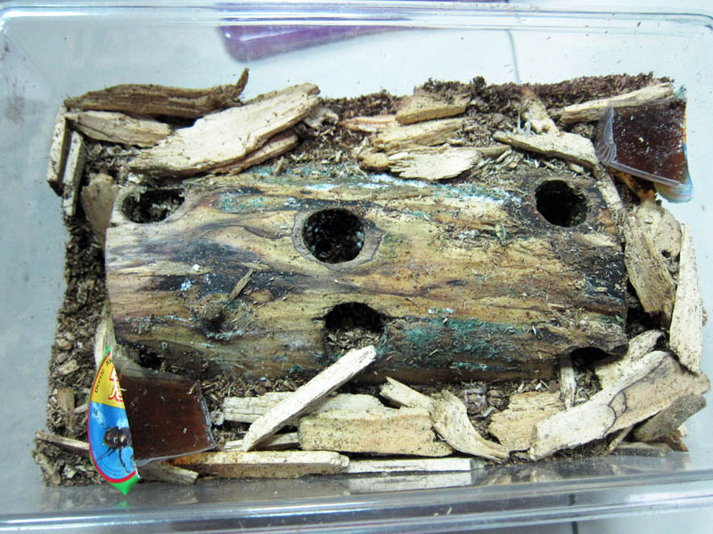 按此在新視窗瀏覽圖片