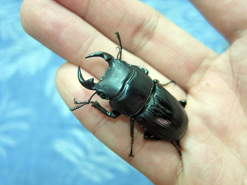 按此在新視窗瀏覽圖片