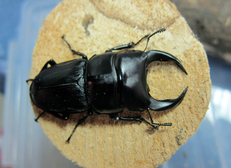 按此在新視窗瀏覽圖片