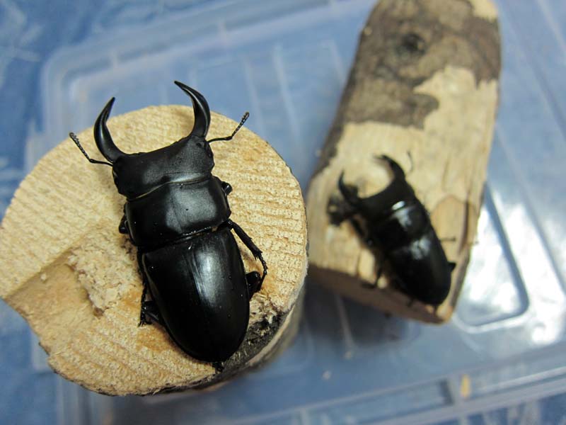 按此在新視窗瀏覽圖片