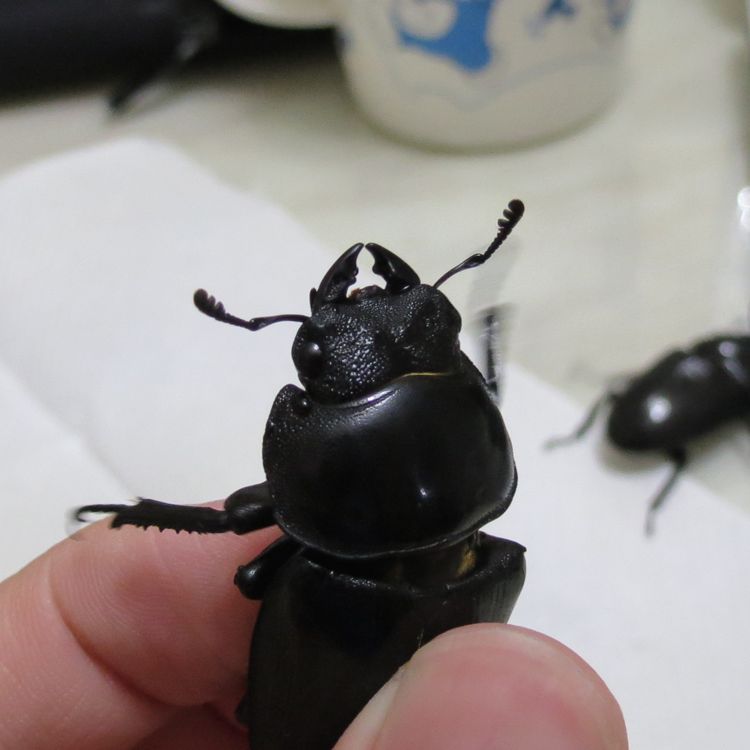 按此在新視窗瀏覽圖片