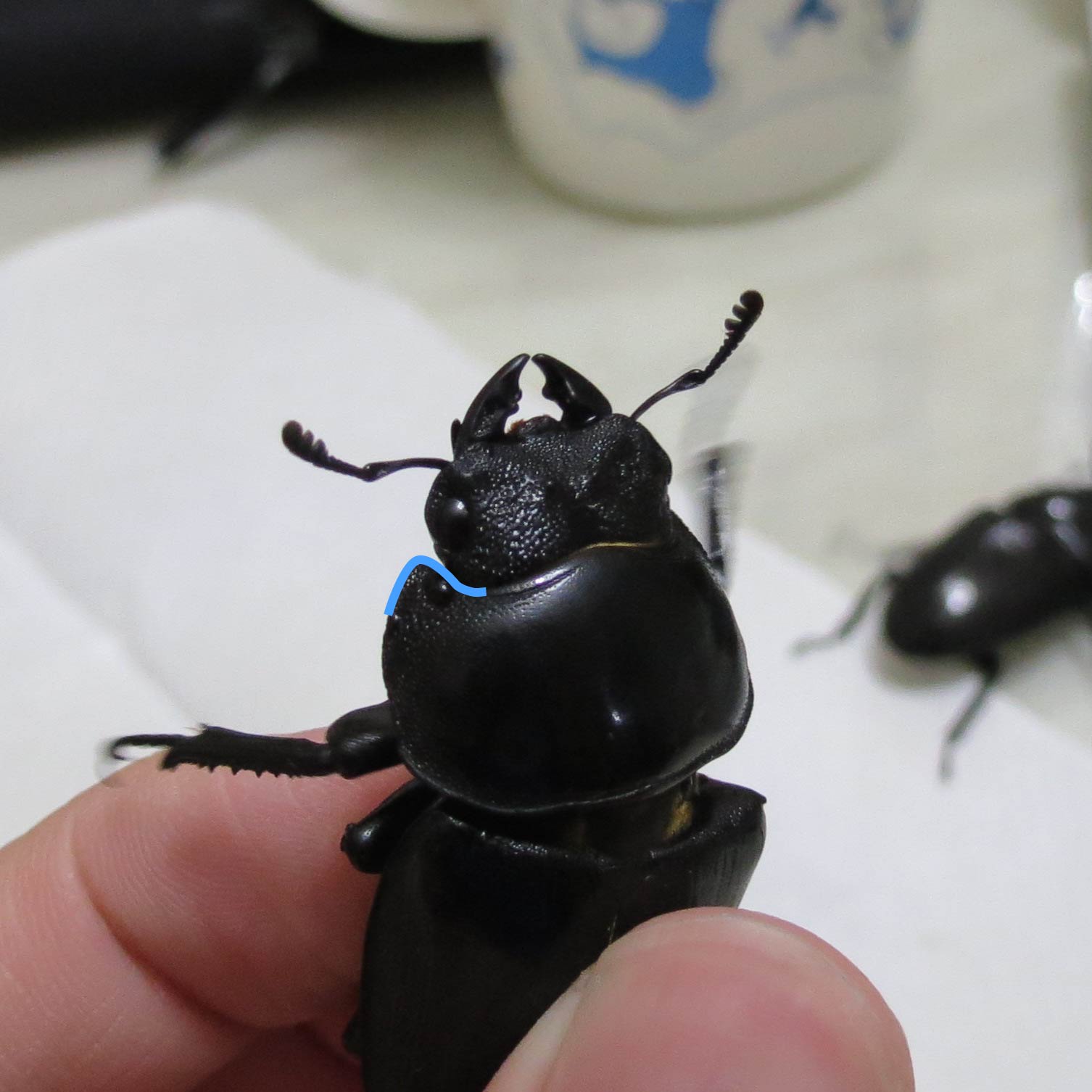 按此在新視窗瀏覽圖片