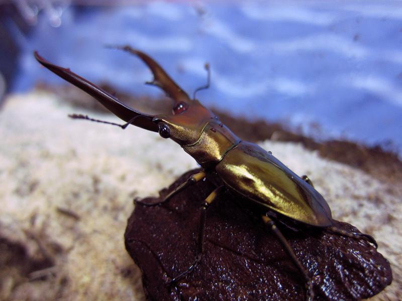 按此在新視窗瀏覽圖片