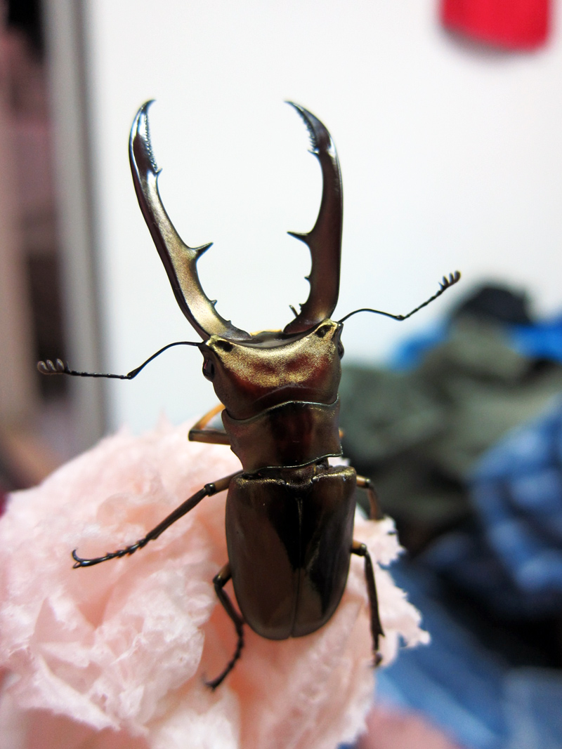 按此在新視窗瀏覽圖片