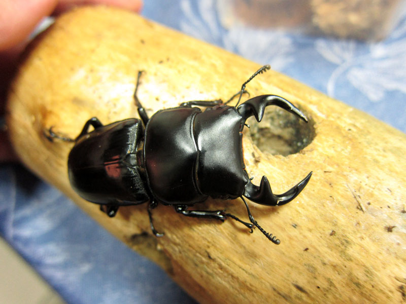 按此在新視窗瀏覽圖片