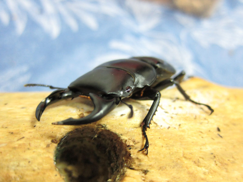 按此在新視窗瀏覽圖片