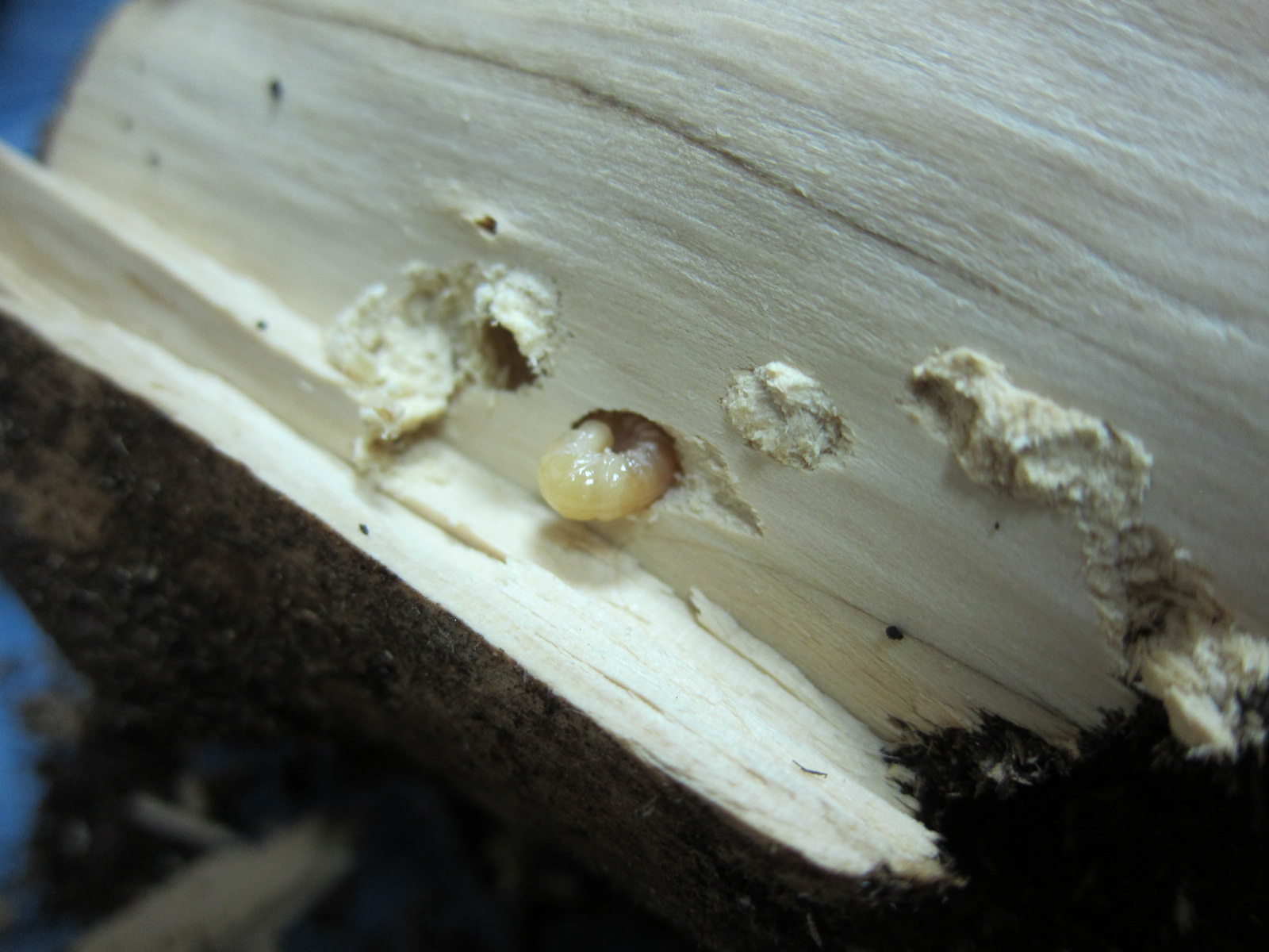 按此在新視窗瀏覽圖片