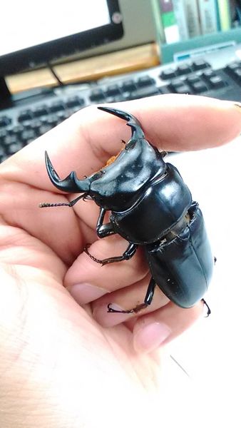 按此在新視窗瀏覽圖片