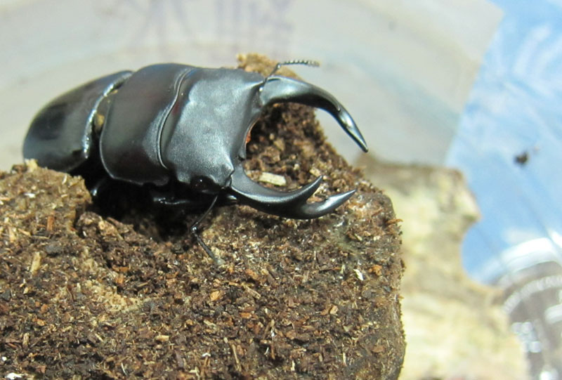 按此在新視窗瀏覽圖片