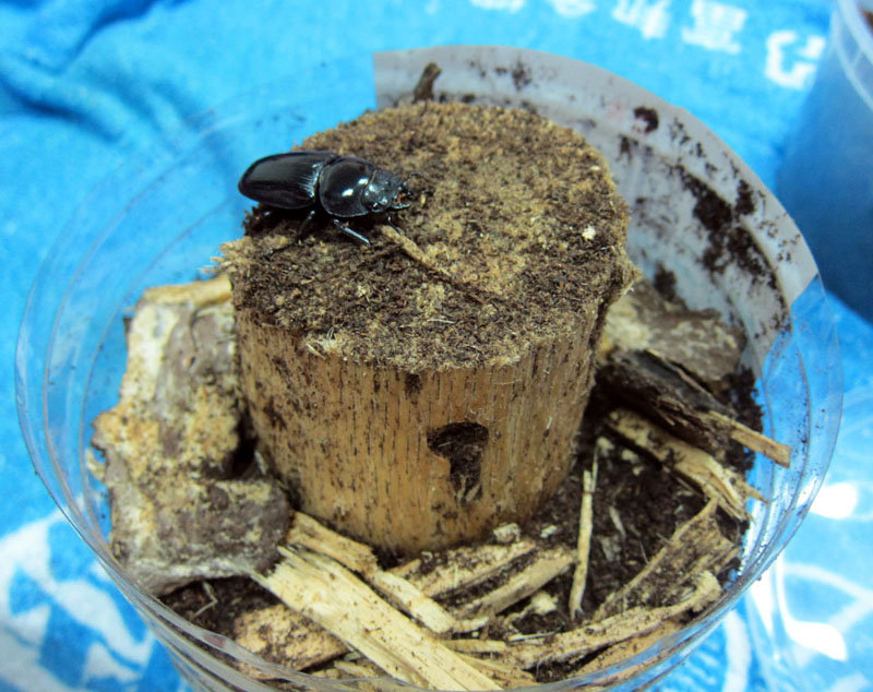 按此在新視窗瀏覽圖片