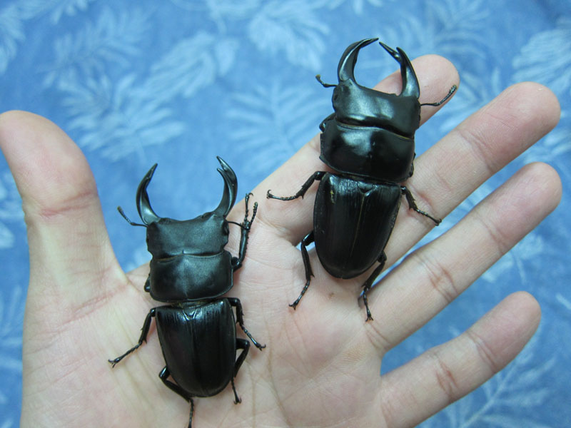 按此在新視窗瀏覽圖片